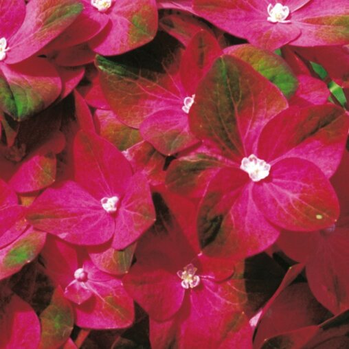 Hydrangea macrophylla 'Magical Sapphire'